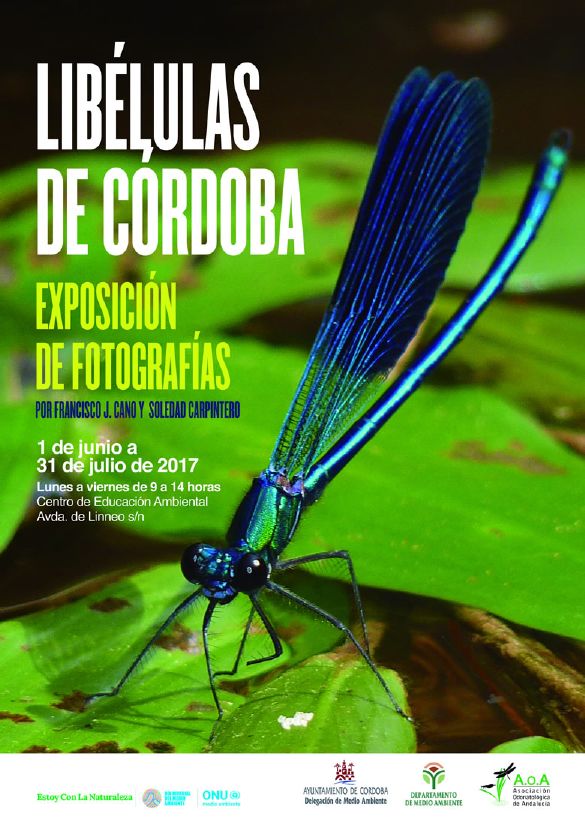 Exposición Libélulas de Córdoba. Dragones en miniatura.