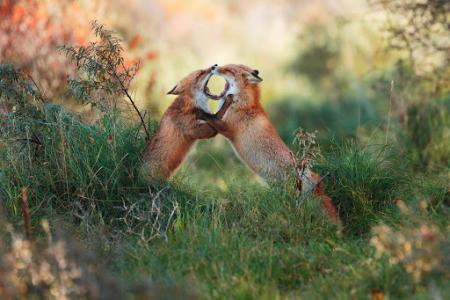 Concurso de fotografía “Tesoros europeos de la naturaleza”